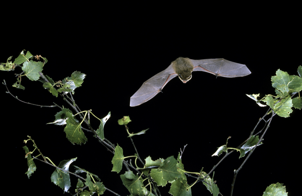 Guided Bat Walk