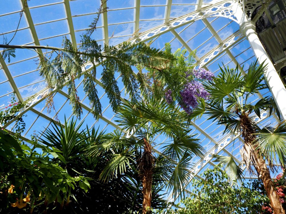 Credit: Sefton Park Palm House / Southport Flower Show