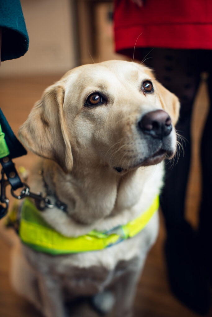 Guide Dogs For The Blind: Guide Dog Tami