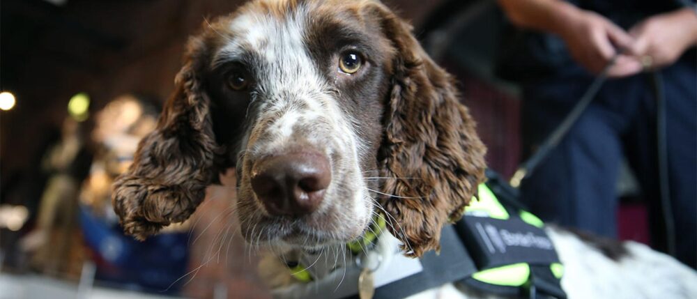 Return of the detector dogs!