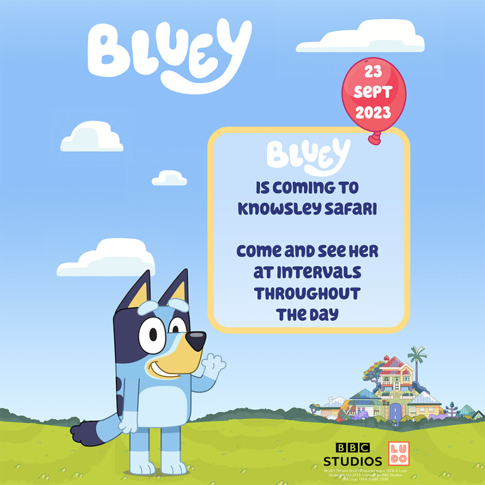 Bluey - Knowsley Safari - Family - The Guide Liverpool Calendar