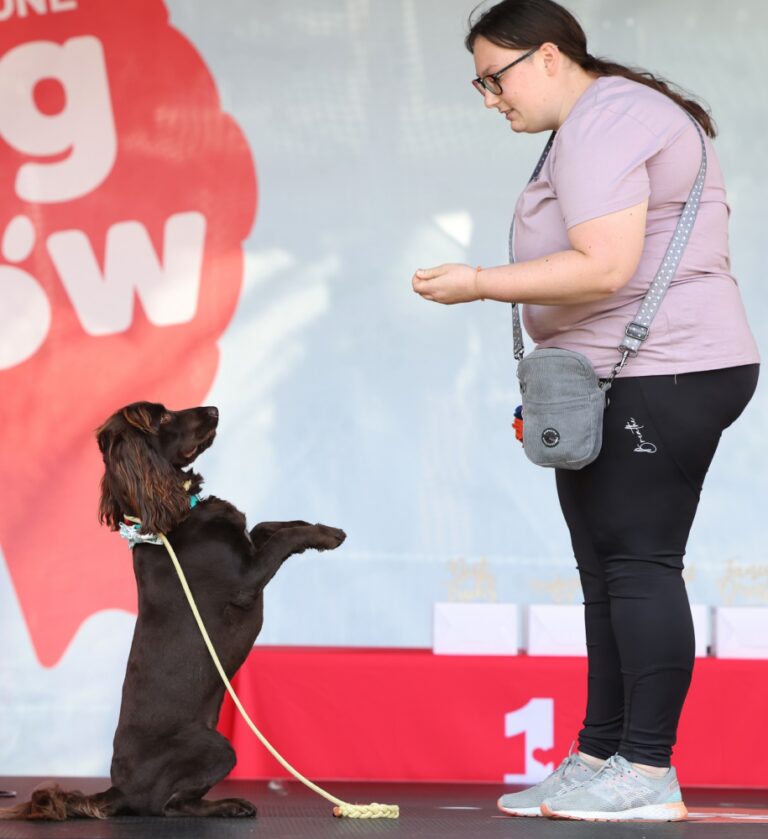 Everything you need to know about Liverpool ONE Dog Show this weekend The Guide Liverpool