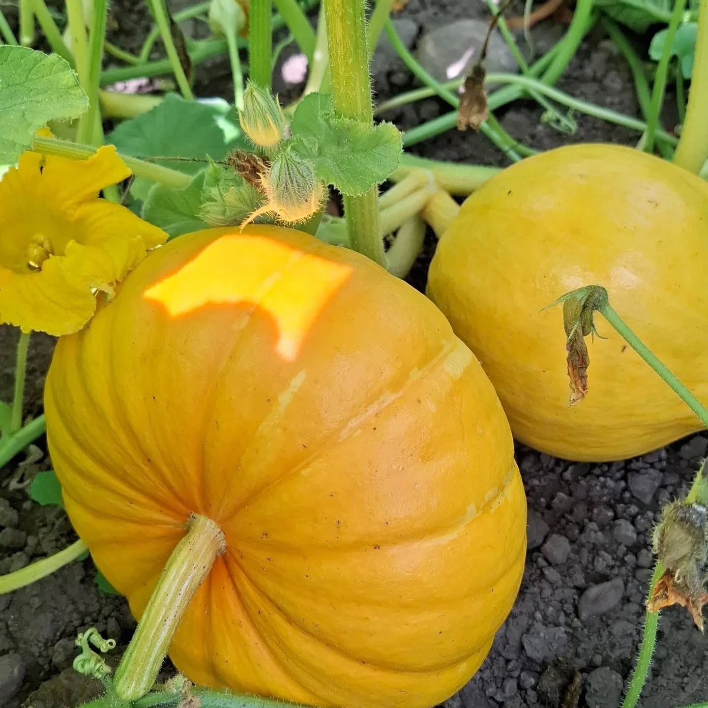 Vineyard Farm Shop pumpkins