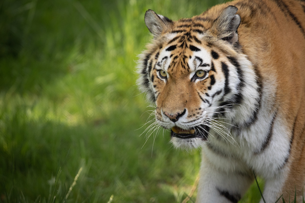 Amur Tiger Knowsley Safari - the Guide Liverpool