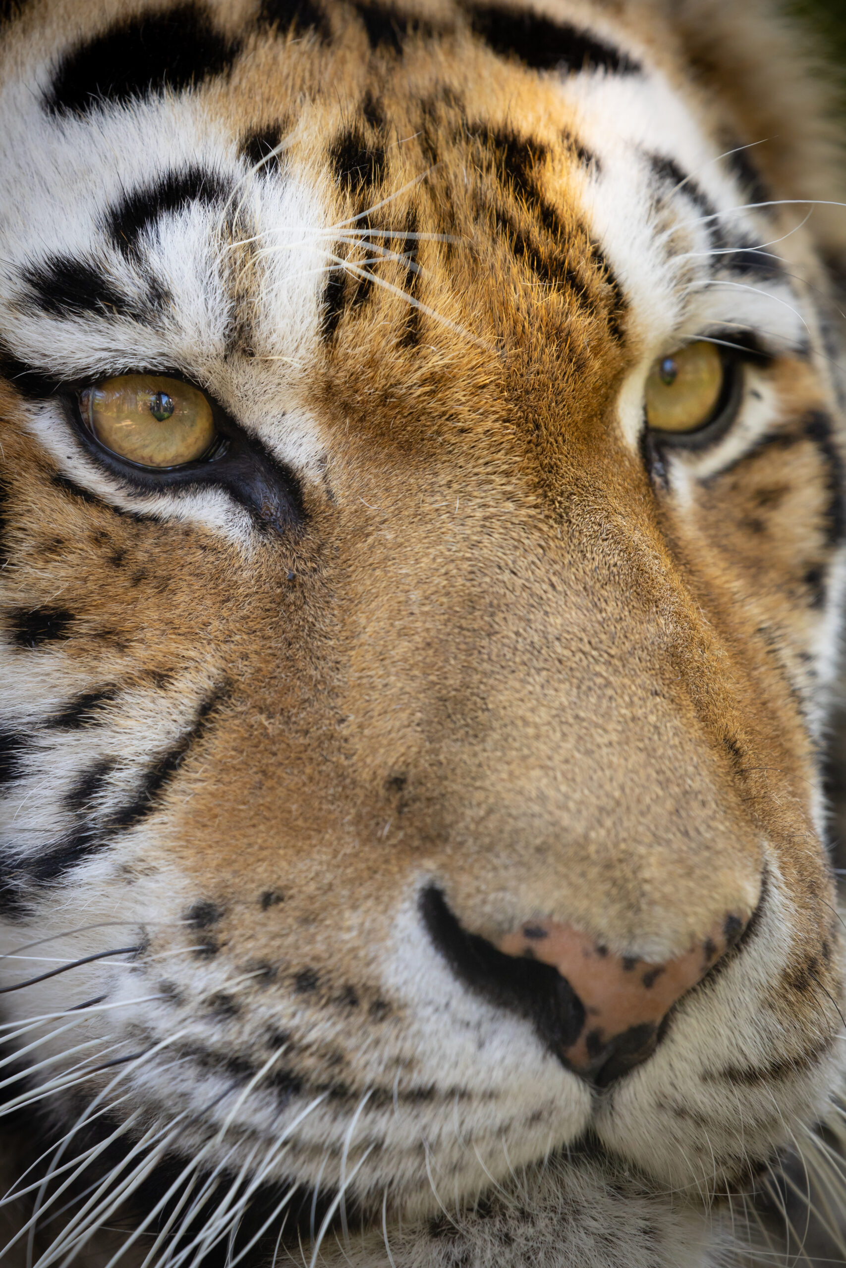 Amur Tiger Knowsley Safari - the Guide Liverpool