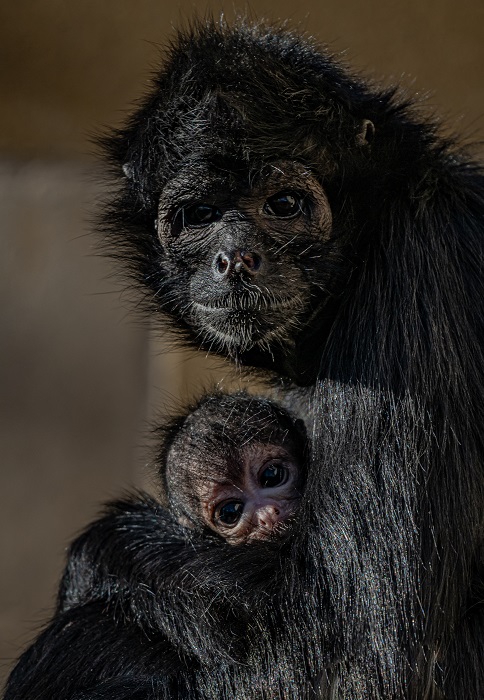 Rare spider monkey born at Chester Zoo