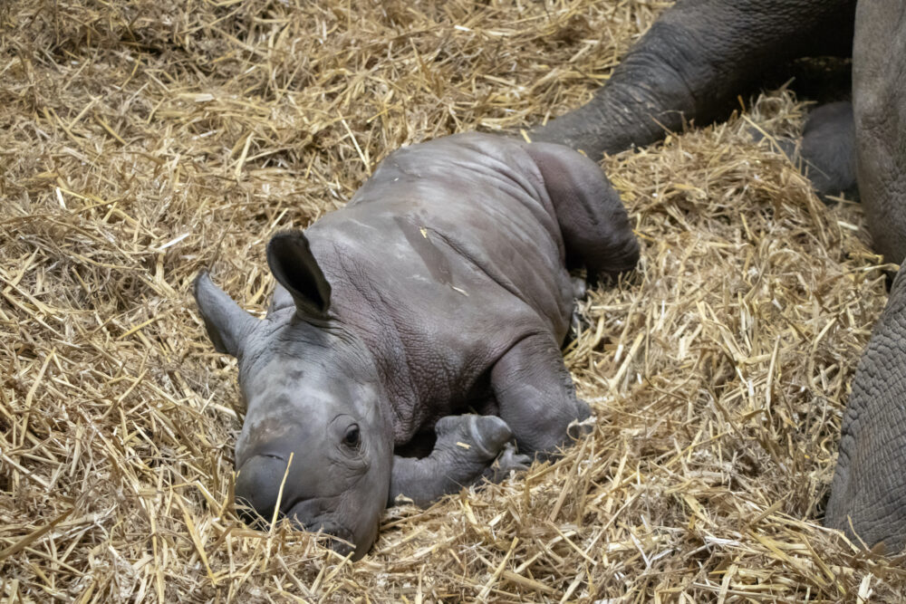 The female rhino was born to parents Bayami and Shaka. Credit: Knowsley Safari/PA