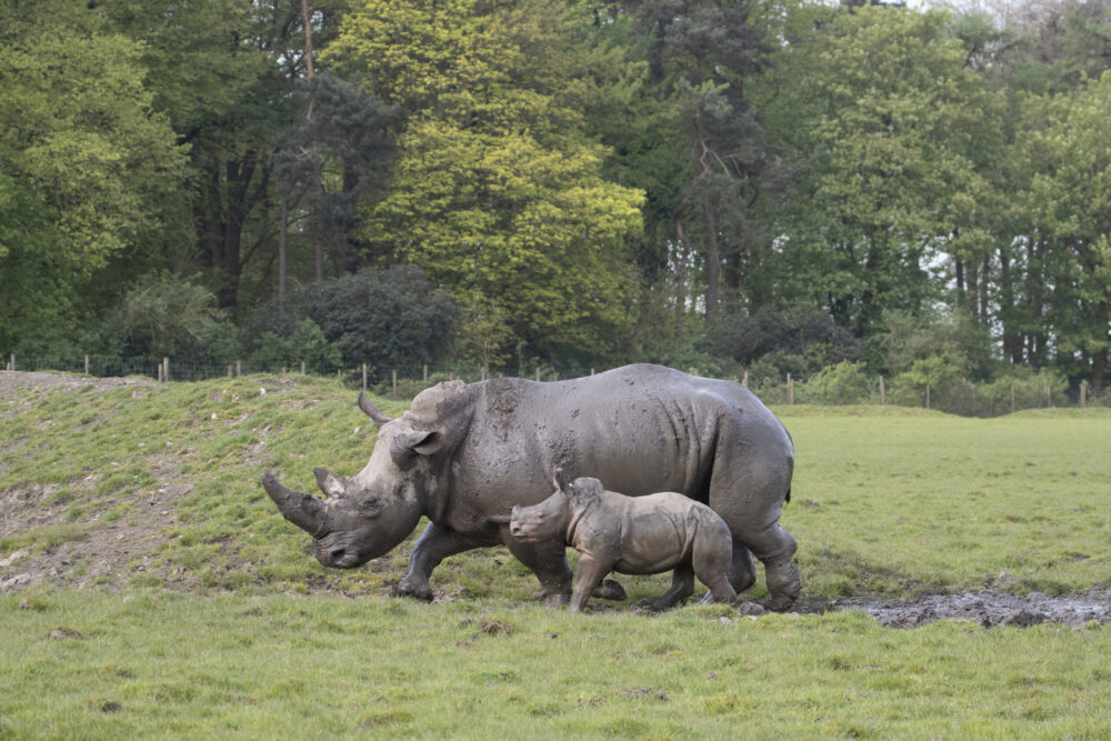 Baby rhino Bindi with mum Bayami after being released onto the drive. Credit: Knowsley Safari