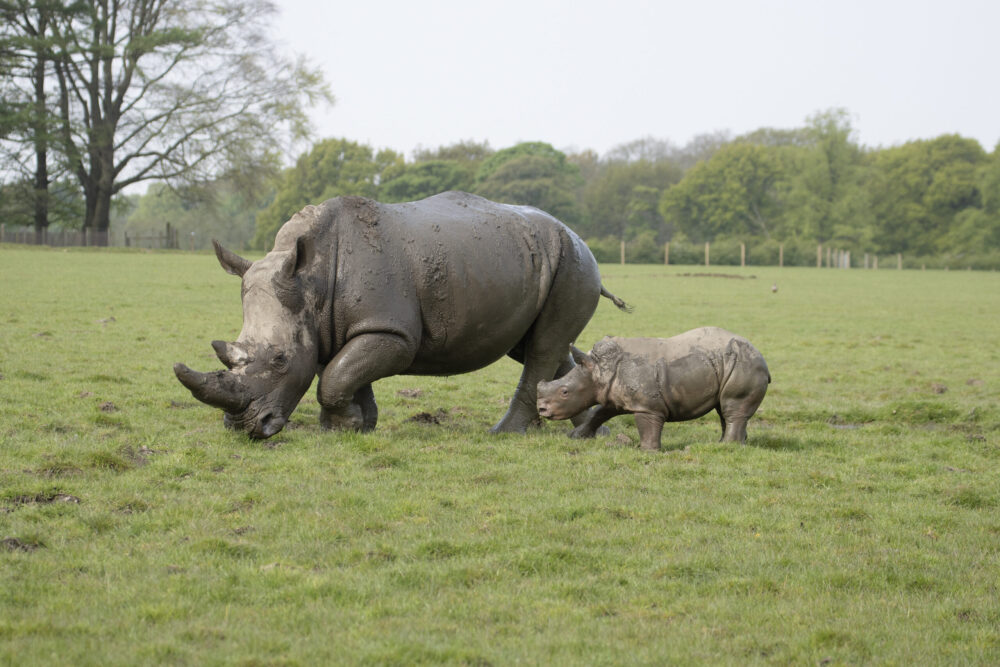 Baby rhino Bindi with mum Bayami after being released onto the drive. Credit: Knowsley Safari