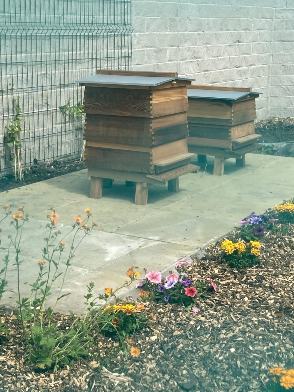 Beehives installed in newly planted wildflower garden on ACC Liverpool campus.