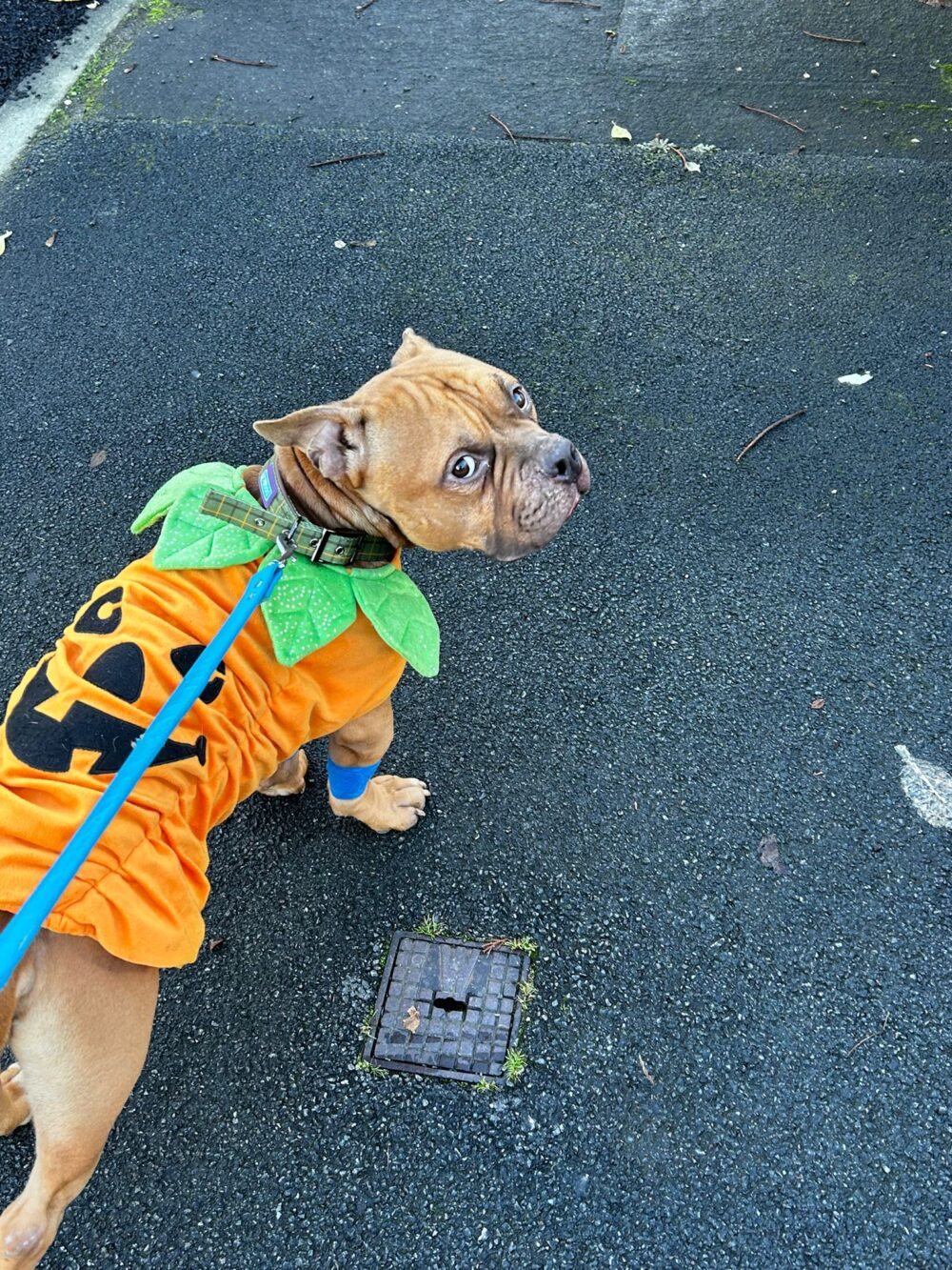 Pumpkin. Credit: Celandine Wood Animal Rescue
