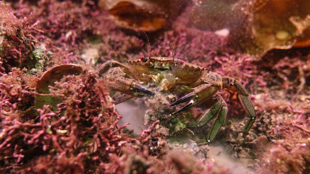Velvet crab and maerl in Lamlash Bay. Copyright COAST & Howard Wood