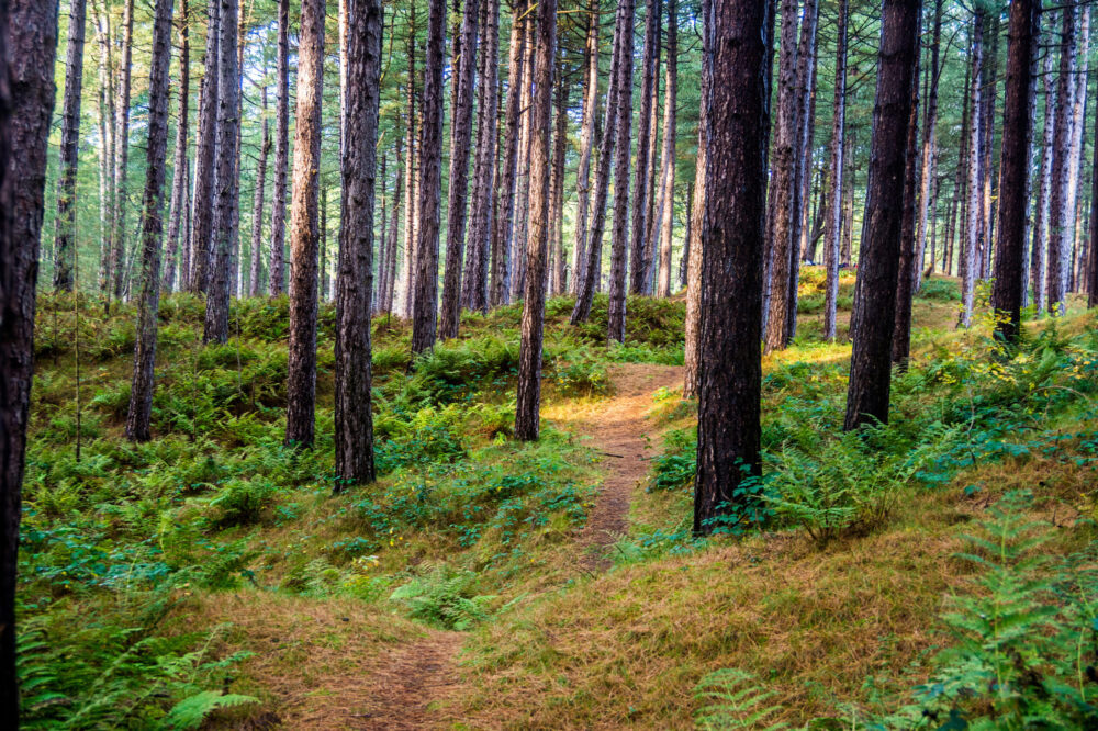 Ainsdale Pine Trees. Credit: Shutterstock