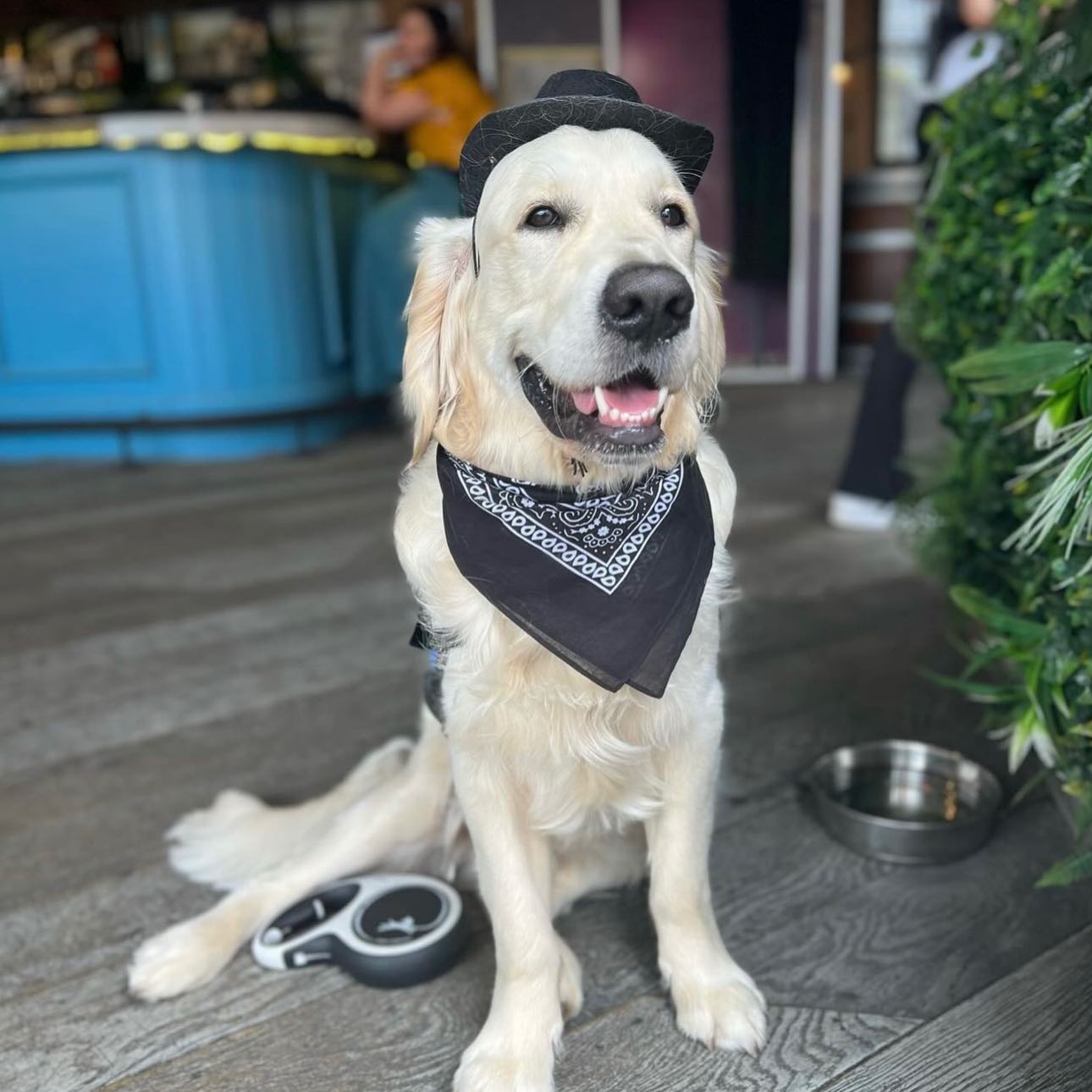 Texan Themed Golden Retriever Cafe