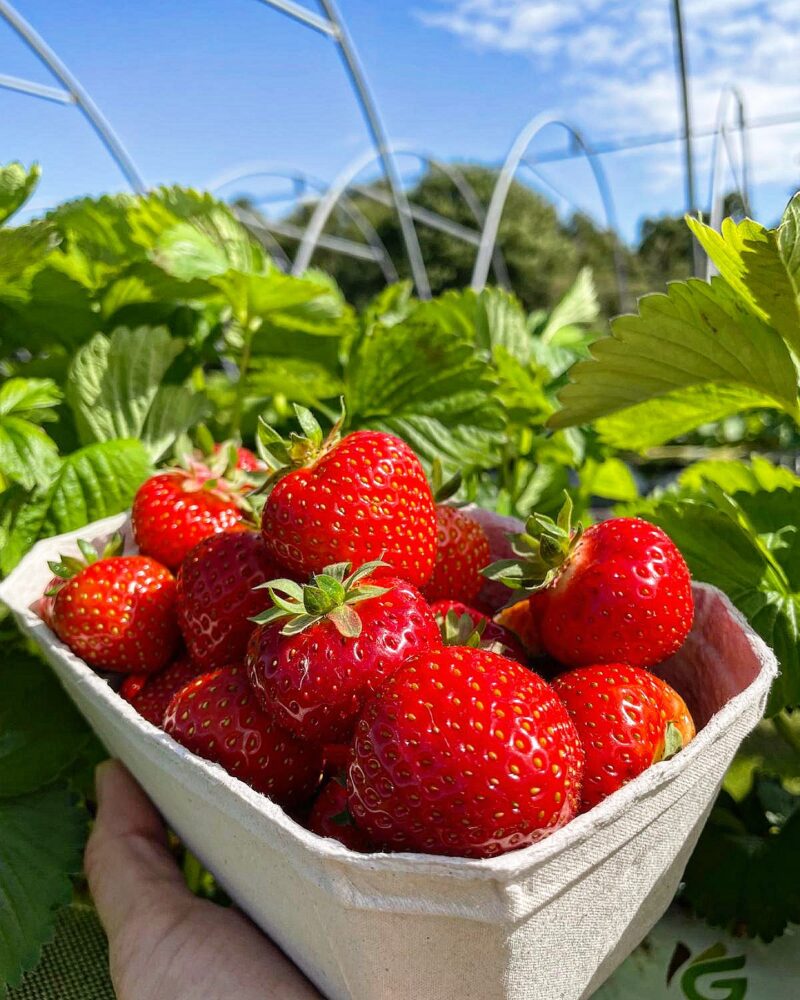 Where to Pick Strawberries in Liverpool