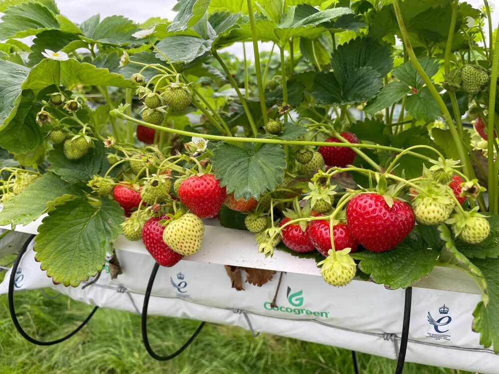 Where to Pick Strawberries in Liverpool