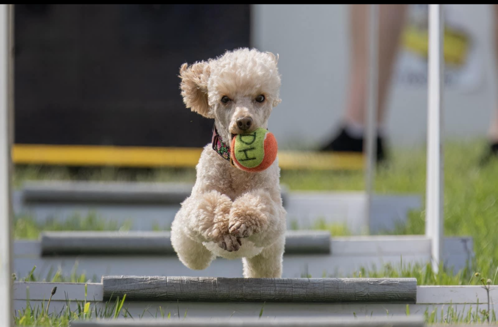 Poodle fancy dress best sale