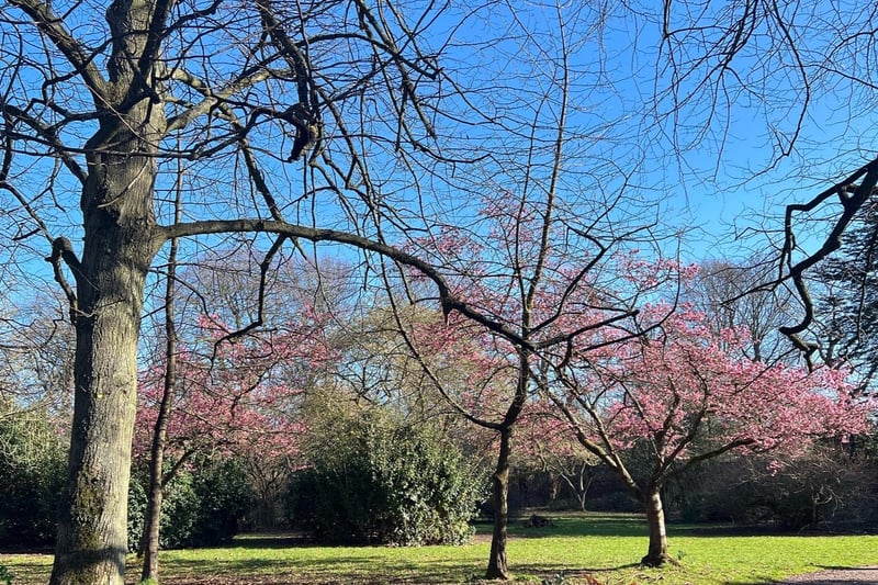 The Reader - Calderstones Park Cherry Blossom - credit Andie Griffiths