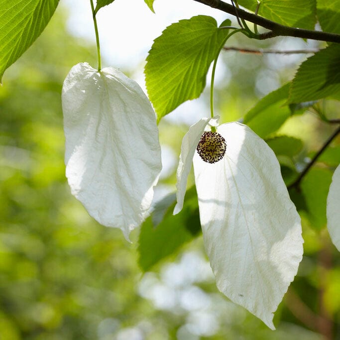 Handkerchief tree - The Reader