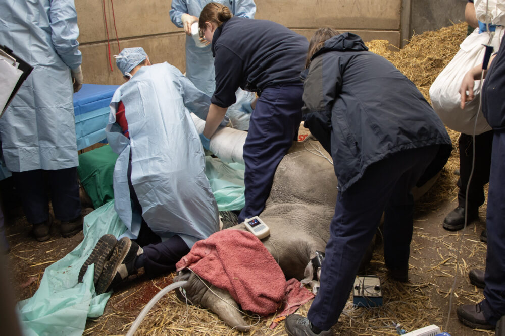 Amara during procedure