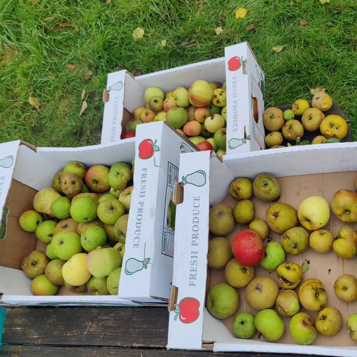 Apple Day at Speke Hall