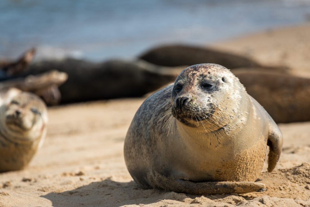 Seal - beach. Credit: Shutterstock