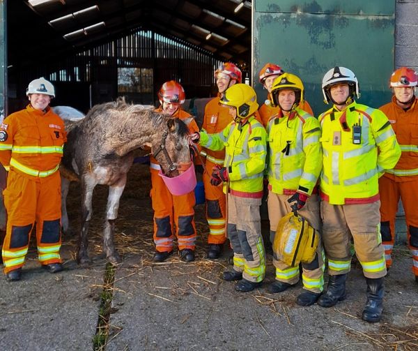 Wirral charity praises hero fire fighters who saved rescue horse Mimi ...