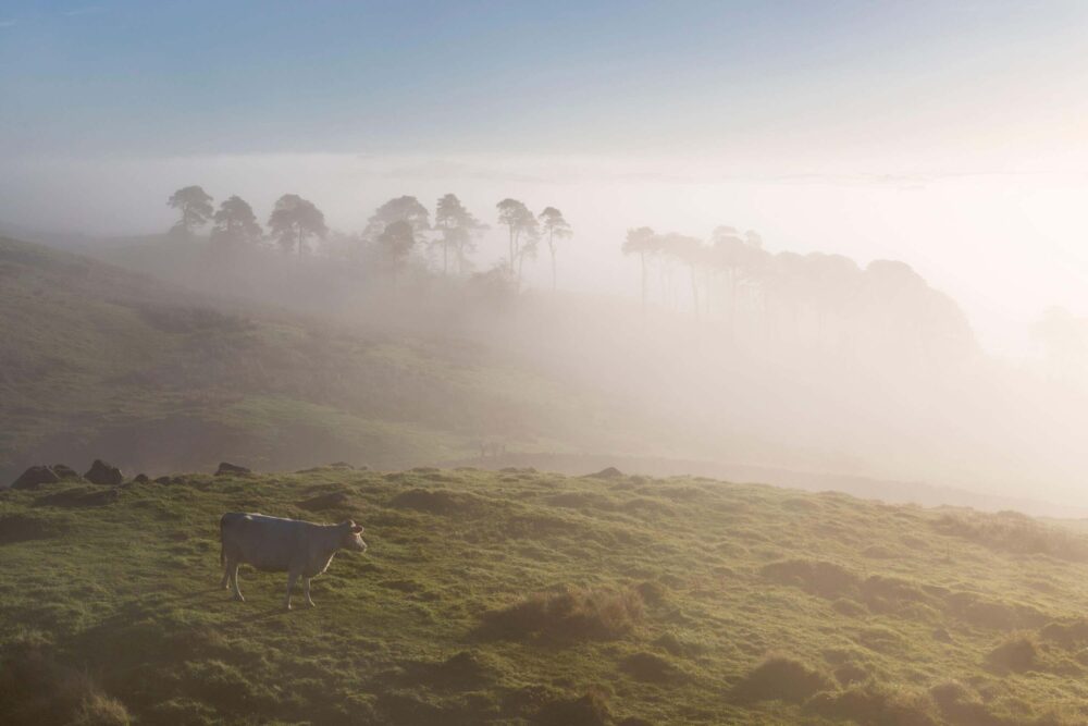 Some dairy farmers complain that changing the clocks upsets their cows (Alamy/PA)