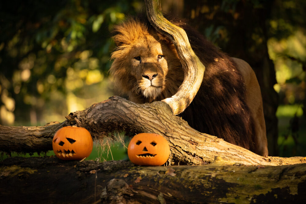 Pumpkin Safari Spooktacular - Knowsley Safari