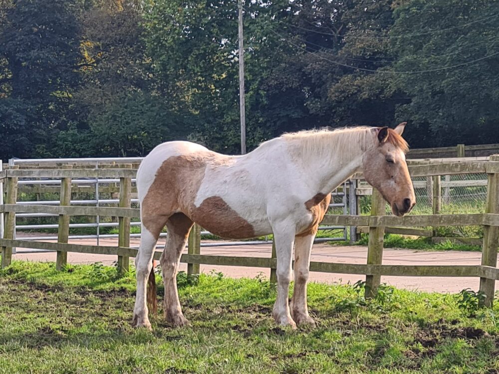 Horse Sense Wirral