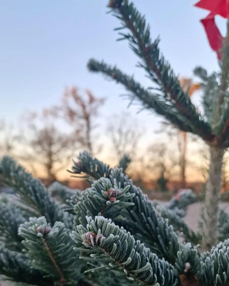 Claremont Farm Christmas trees