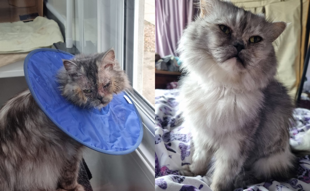 Freshfield Animal Rescue - Kiki Before and After Treatment