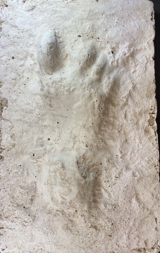 Mesolithic footprint taken from Formby Beach - (c) National Museums Liverpool