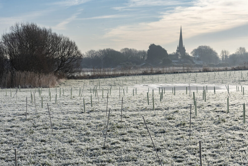 Planting a mix of deciduous and evergreen trees as part of a Trees for Climate programme in partnership with England's Community Forests