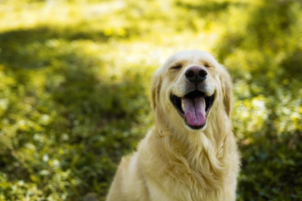 Dog walk. Image: Shutterstock