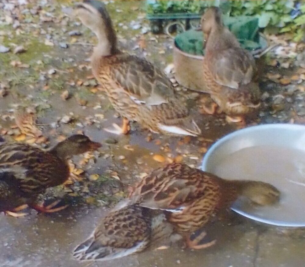 Mary's friendly ducks