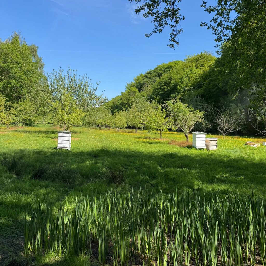 Bee Hives at Haydock Park - The Guide Liverpool