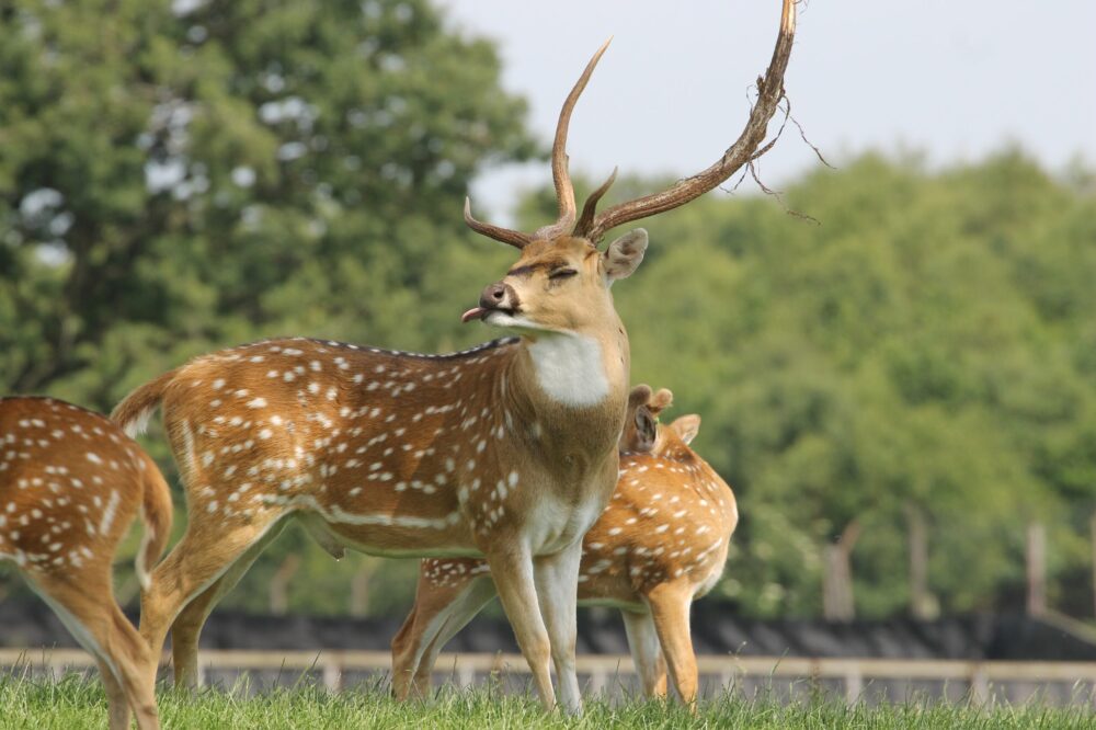 Axis deer male hard antler tongue out - Knowsley Safari