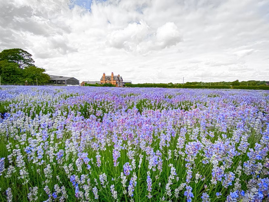 Lavender field from bottom headland