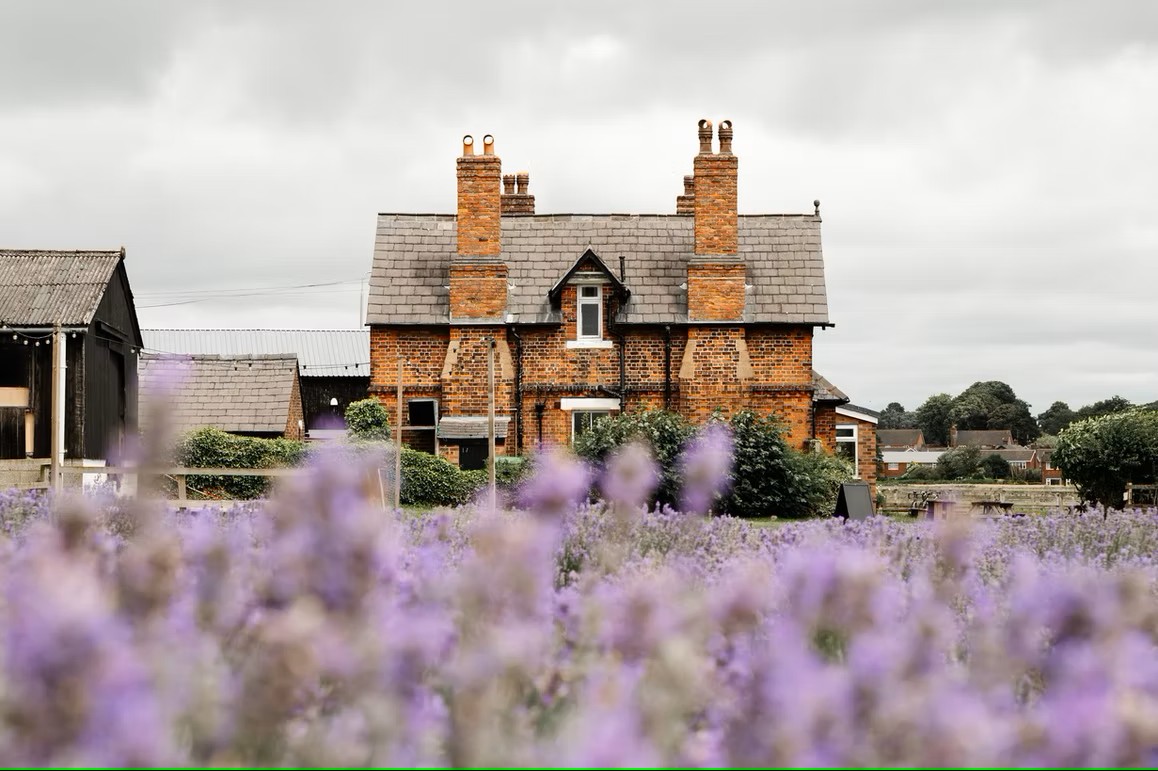 This St Helens lavender field is free to visit – and now’s the best time to see it