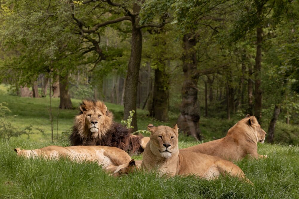 Dads go free at Knowsley Safari this weekend in celebration of Father’s Day