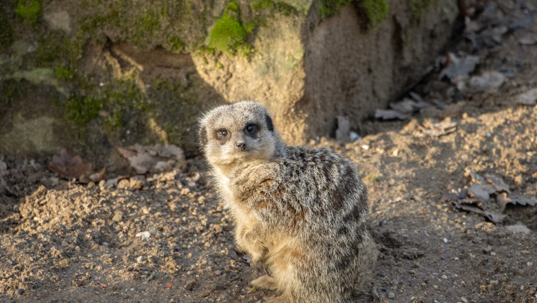 Meerkats at Knowsley Safari