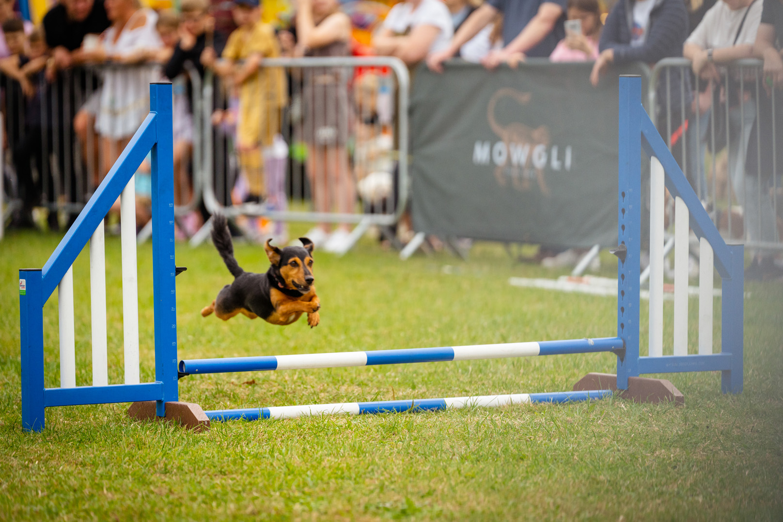 Seven things you won’t want to miss at this year’s Mowgli Dog Show