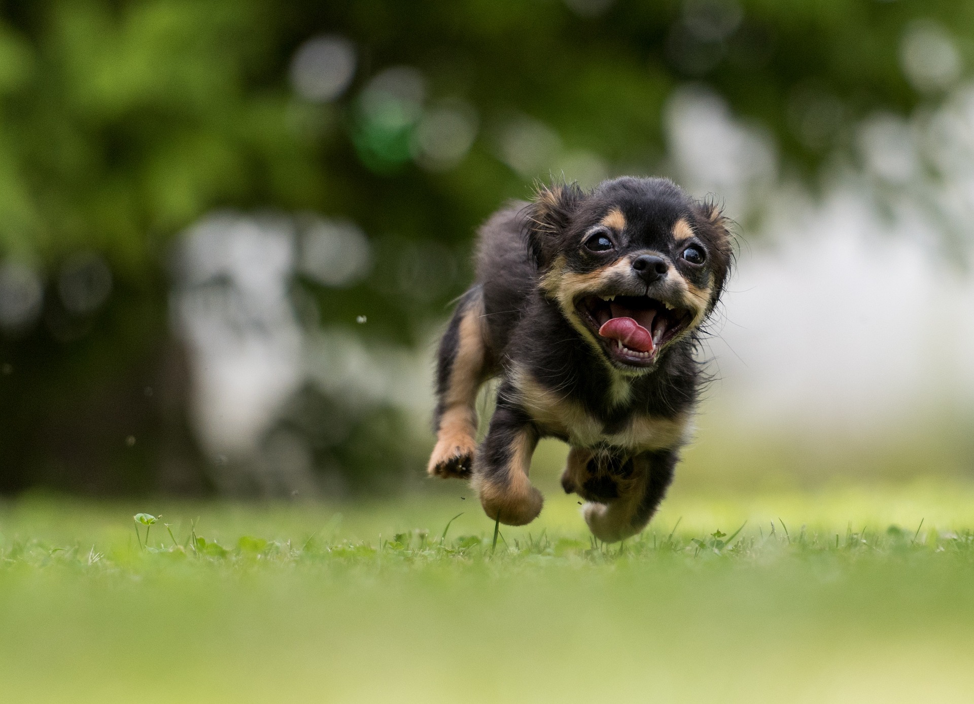A new free family-friendly festival to support animal rescues is coming to Liverpool