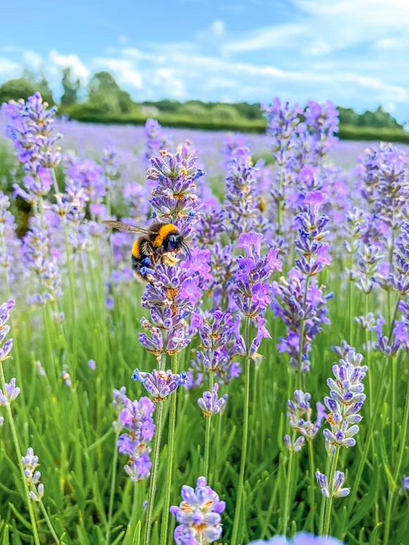 lavender with bee
