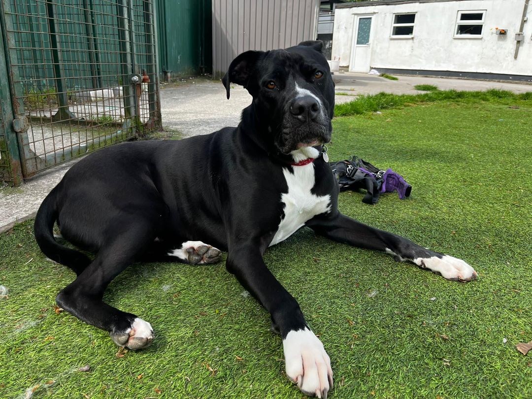 Freshfields Animal Rescue makes urgent appeal for regular donations