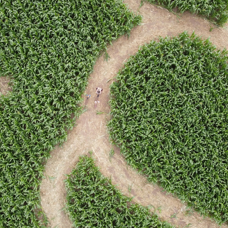 Mazes Near