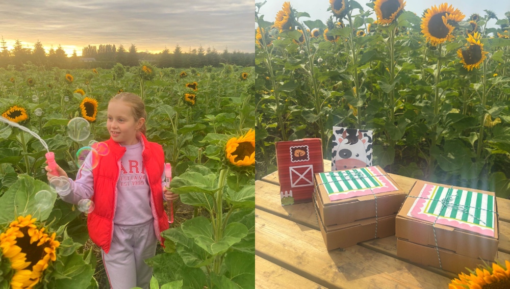 St Helens farm where you can have a secret picnic among 100,000 sunflowers