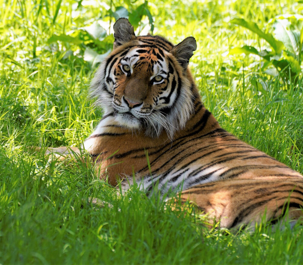 Knowsley Safari