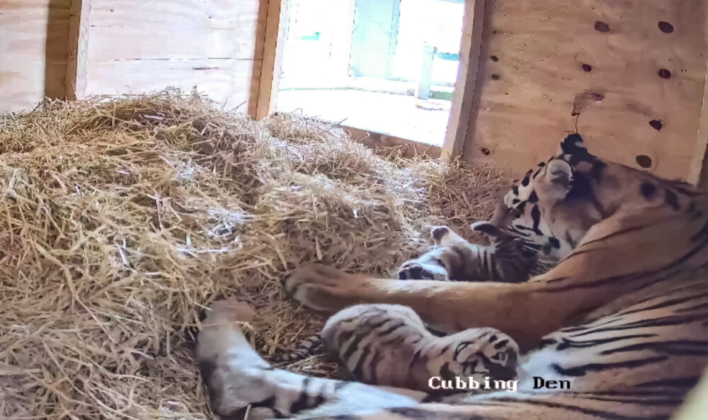 Two rare tiger cubs have been born at Knowsley Safari